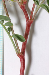 Astragalus lentiginosus diphysus