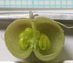 Astragalus lentiginosus diphysus