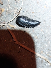 Necrophila americana