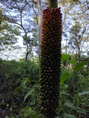 Amorphophallus paeoniifolius