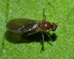 Australachalcus medius
