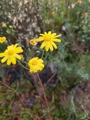 Senecio gallicus