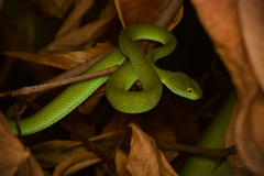 Trimeresurus macrops