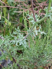 Senecio gallicus