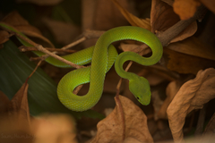 Trimeresurus macrops