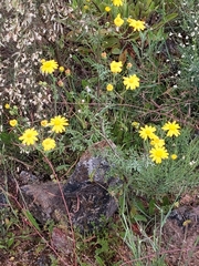 Senecio gallicus