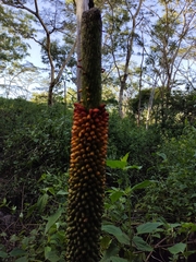 Amorphophallus paeoniifolius