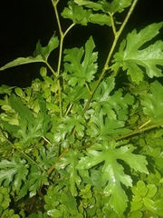 Morus alba