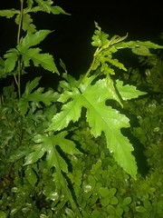 Morus alba