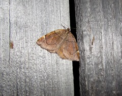 Epirranthis diversata