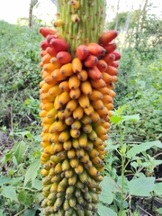 Amorphophallus paeoniifolius