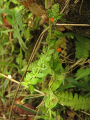 Galium hypocarpium