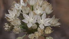 Allium marvinii