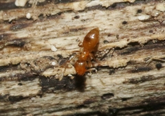 Plagiolepis alluaudi