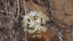 Allium marvinii