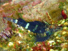 Enneapterygius etheostoma