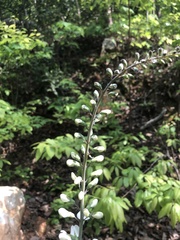 Baptisia albescens