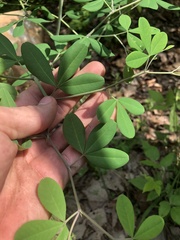 Baptisia albescens
