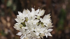 Allium marvinii