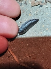 Necrophila americana