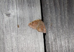 Epirranthis diversata