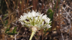 Allium marvinii