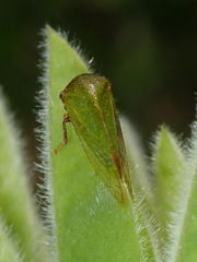 Stictocephala lutea