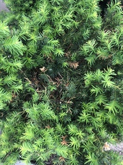 Taxus baccata