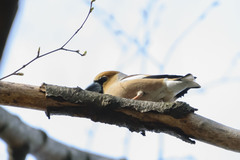 Coccothraustes coccothraustes