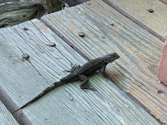 Sceloporus occidentalis becki