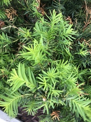 Taxus baccata