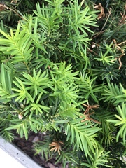 Taxus baccata