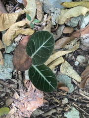Echites tuxtlensis