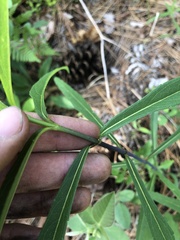 Helianthus laevigatus