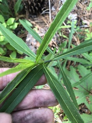 Helianthus laevigatus