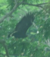 Buteogallus anthracinus
