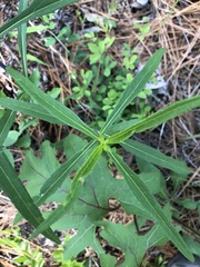 Helianthus laevigatus
