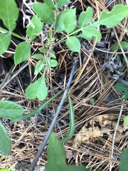 Helianthus laevigatus