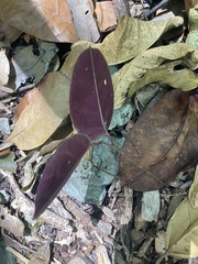 Echites tuxtlensis