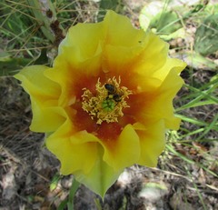 Opuntia pyrocarpa