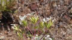 Leptosiphon floribundus glaber
