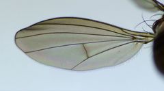 Australachalcus medius