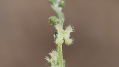 Pectocarya penicillata