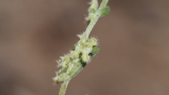 Pectocarya penicillata