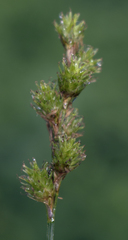 Carex normalis