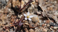 Leptosiphon pygmaeus continentalis