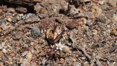 Leptosiphon pygmaeus continentalis