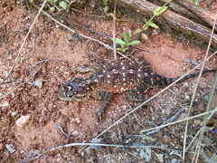 Agama aculeata distanti