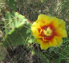 Opuntia pyrocarpa