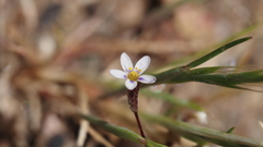 Leptosiphon pygmaeus continentalis